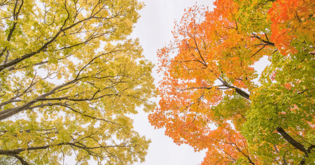 Fall trees in Powderhorn Park Minneapolis with colorful leaves, located in a diverse and LGBTQ-friendly neighborhood