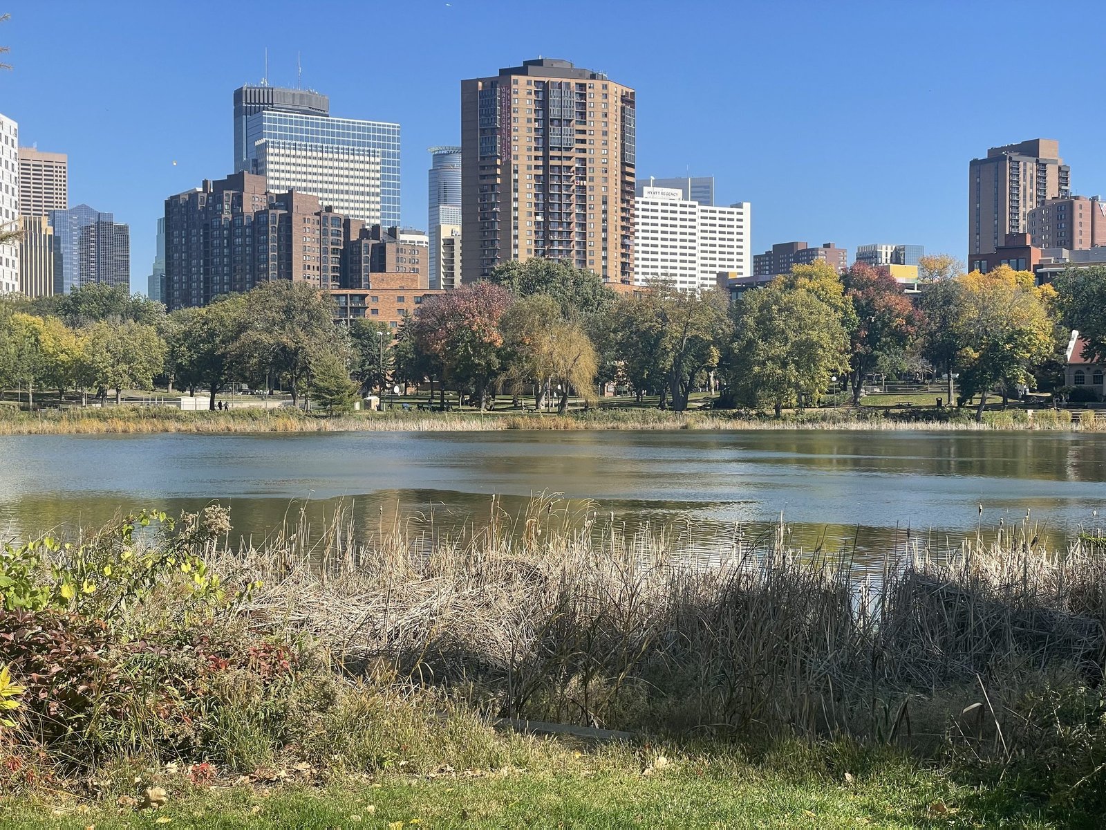 Cattails along Loring Lake with condo towers and downtown office buildings behind the trees