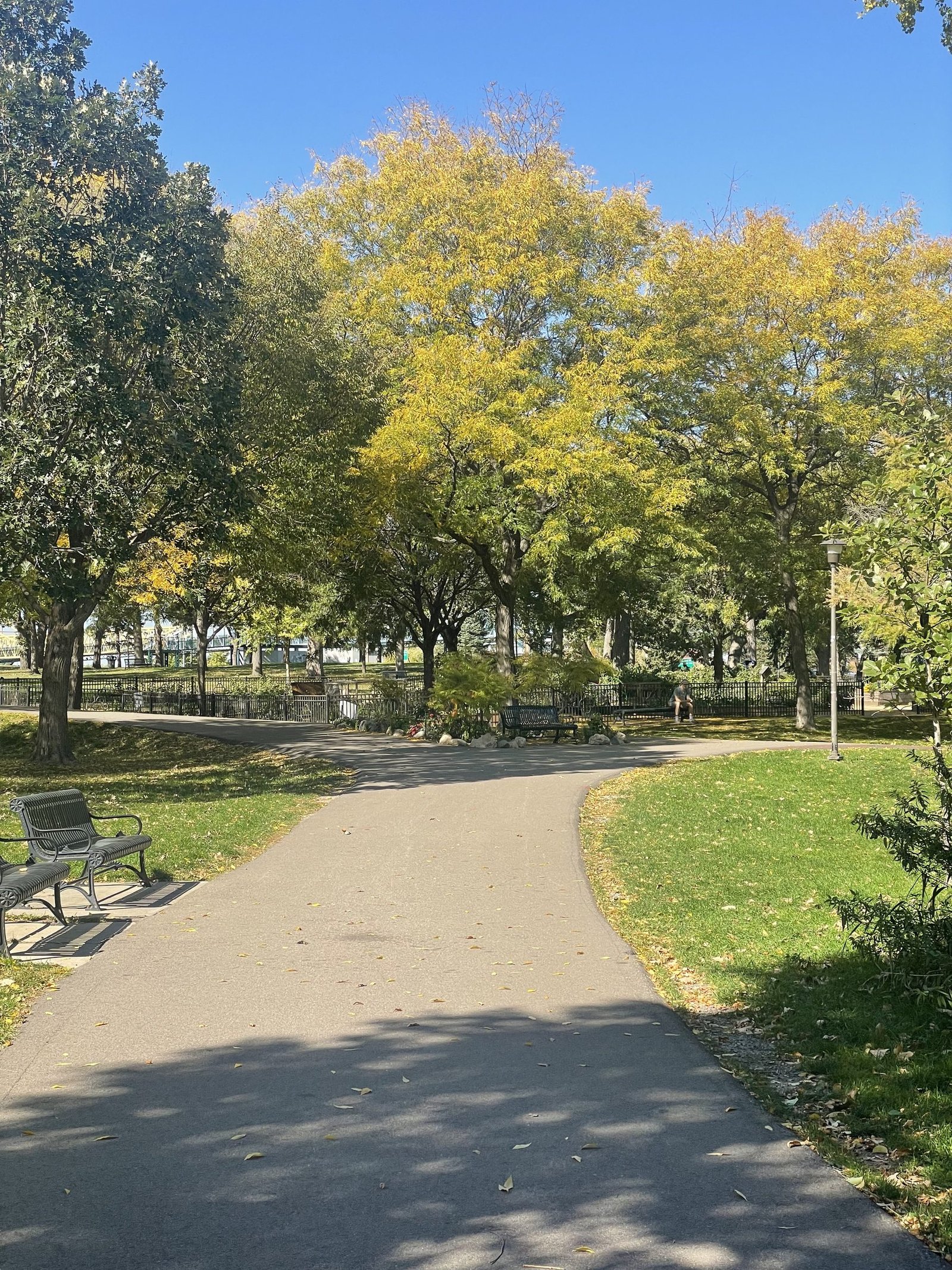 Winding paved path through Loring Park under trees turning yellow in the fall